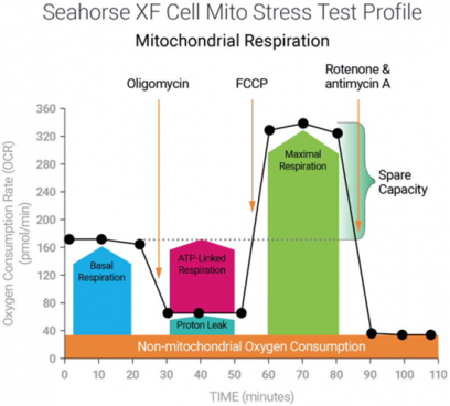 mitochondrial respiration graph 